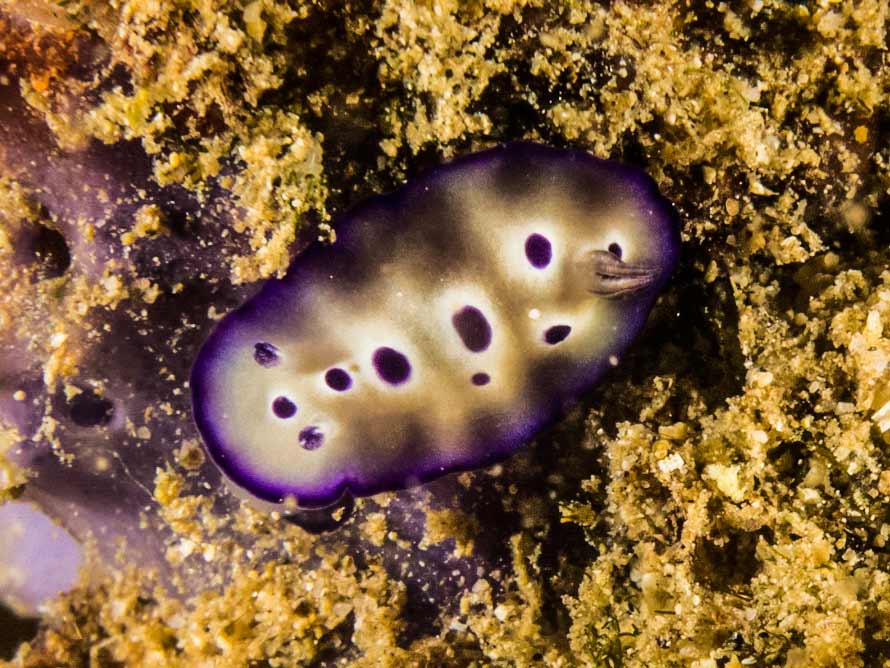 Hypselodoris tryoni